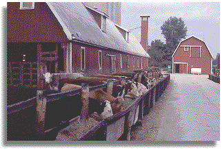 [Image of
farmer, barn and cattle]